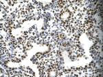 Fra1 Antibody in Immunohistochemistry (Paraffin) (IHC (P))