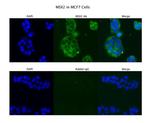 MSX2 Antibody in Immunocytochemistry (ICC/IF)