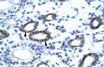 GTF2F2 Antibody in Immunohistochemistry (IHC)