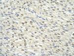 GTF2H3 Antibody in Immunohistochemistry (Paraffin) (IHC (P))