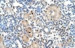 ZNF274 Antibody in Immunohistochemistry (IHC)