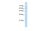 ZNF274 Antibody in Western Blot (WB)