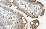 ZFP1 Antibody in Immunohistochemistry (Paraffin) (IHC (P))