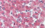 DBP Antibody in Immunohistochemistry (IHC)