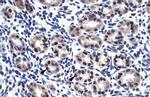 SP7 Antibody in Immunohistochemistry (IHC)