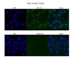 HIC2 Antibody in Immunocytochemistry (ICC/IF)