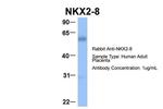 Nkx2.8 Antibody in Western Blot (WB)