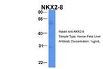 Nkx2.8 Antibody in Western Blot (WB)