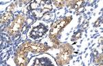 EHF Antibody in Immunohistochemistry (IHC)