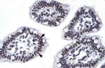 AATF Antibody in Immunohistochemistry (IHC)