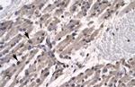 TFCP2L1 Antibody in Immunohistochemistry (IHC)