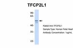 TFCP2L1 Antibody in Western Blot (WB)