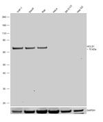 HCLS1 Antibody in Western Blot (WB)