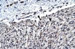 HCLS1 Antibody in Immunohistochemistry (Paraffin) (IHC (P))