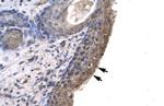 RNF12 Antibody in Immunohistochemistry (IHC)