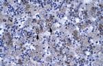 DBP Antibody in Immunohistochemistry (IHC)