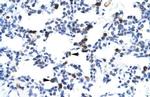 E2F6 Antibody in Immunohistochemistry (IHC)