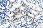 BMP-7 Antibody in Immunohistochemistry (IHC)