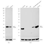 ASCL1 Antibody in Western Blot (WB)