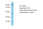 HEY1 Antibody in Western Blot (WB)