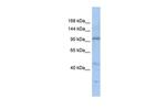 C20orf194 Antibody in Western Blot (WB)