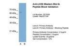 LHX6 Antibody in Western Blot (WB)