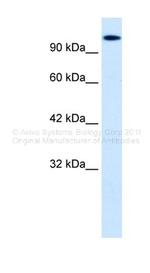 HIPK2 Antibody in Western Blot (WB)