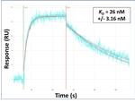 Lass2 Antibody in Surface plasmon resonance (SPR)