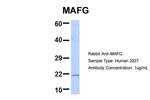 MAFG Antibody in Western Blot (WB)