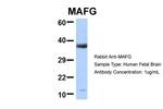 MAFG Antibody in Western Blot (WB)