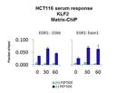 KLF2 Antibody in ChIP Assay (CHIP)