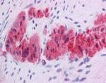 KLF2 Antibody in Immunohistochemistry (IHC)