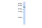 TADA3L Antibody in Western Blot (WB)