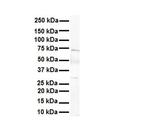 LBX1 Antibody in Western Blot (WB)