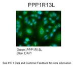 PPP1R13L Antibody in Immunocytochemistry (ICC/IF)