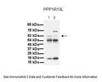 PPP1R13L Antibody in Western Blot (WB)