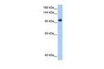 PPP1R13L Antibody in Western Blot (WB)