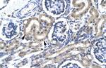 TRAFD1 Antibody in Immunohistochemistry (IHC)