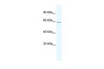 ZBTB7C Antibody in Western Blot (WB)