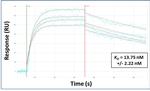 SOX18 Antibody in Surface plasmon resonance (SPR)