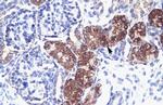 SOX18 Antibody in Immunohistochemistry (Paraffin) (IHC (P))