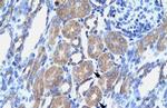 OCT6 Antibody in Immunohistochemistry (IHC)