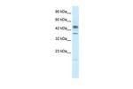 OCT6 Antibody in Western Blot (WB)