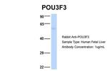 POU3F3 Antibody in Western Blot (WB)