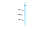 ARID4A Antibody in Western Blot (WB)