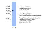 SOX5 Antibody in Western Blot (WB)