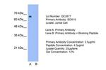 SOX10 Antibody in Western Blot (WB)