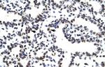 LHX3 Antibody in Immunohistochemistry (IHC)