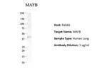 MAFB Antibody in Western Blot (WB)