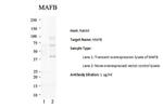 MAFB Antibody in Western Blot (WB)